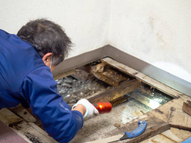 Best Mold Removal Company Near Me  in West Liberty, OH