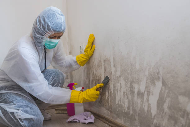 Best Affordable Mold Removal  in West Liberty, OH