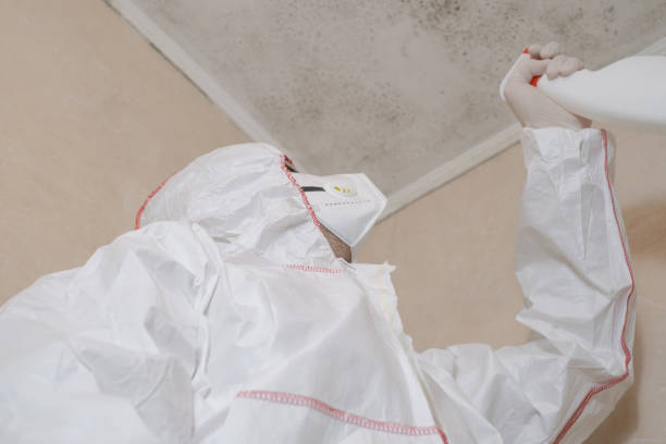 Best Mold Removal Near Me  in West Liberty, OH