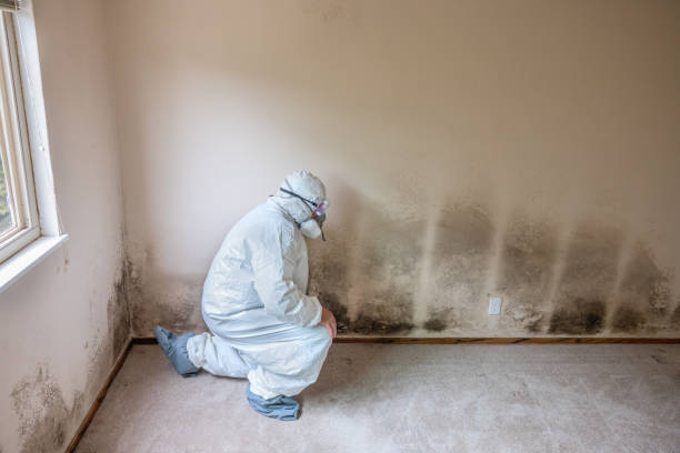 Best Attic Mold Removal  in West Liberty, OH