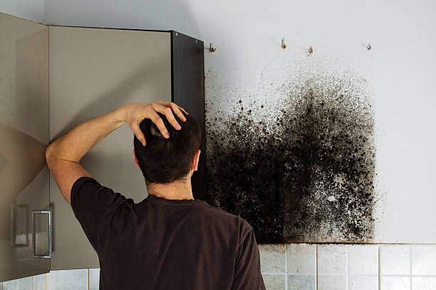 Best Commercial Mold Removal  in West Liberty, OH