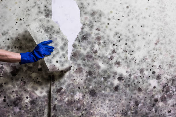 Best Mold Removal Near Me  in West Liberty, OH